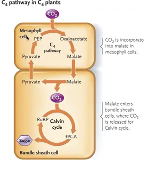 <p>type of tropical plants that has CO2 get fixed in the mesophyll cell by PEP carboxylase forming oxaloacetate </p><ul><li><p>organic acid will be transported to bundle sheath cell and CO2 is released </p></li><li><p>in the bundle sheath cell → CO2 is fixed in the Calvin Cycle by rubisco</p></li></ul><p></p>