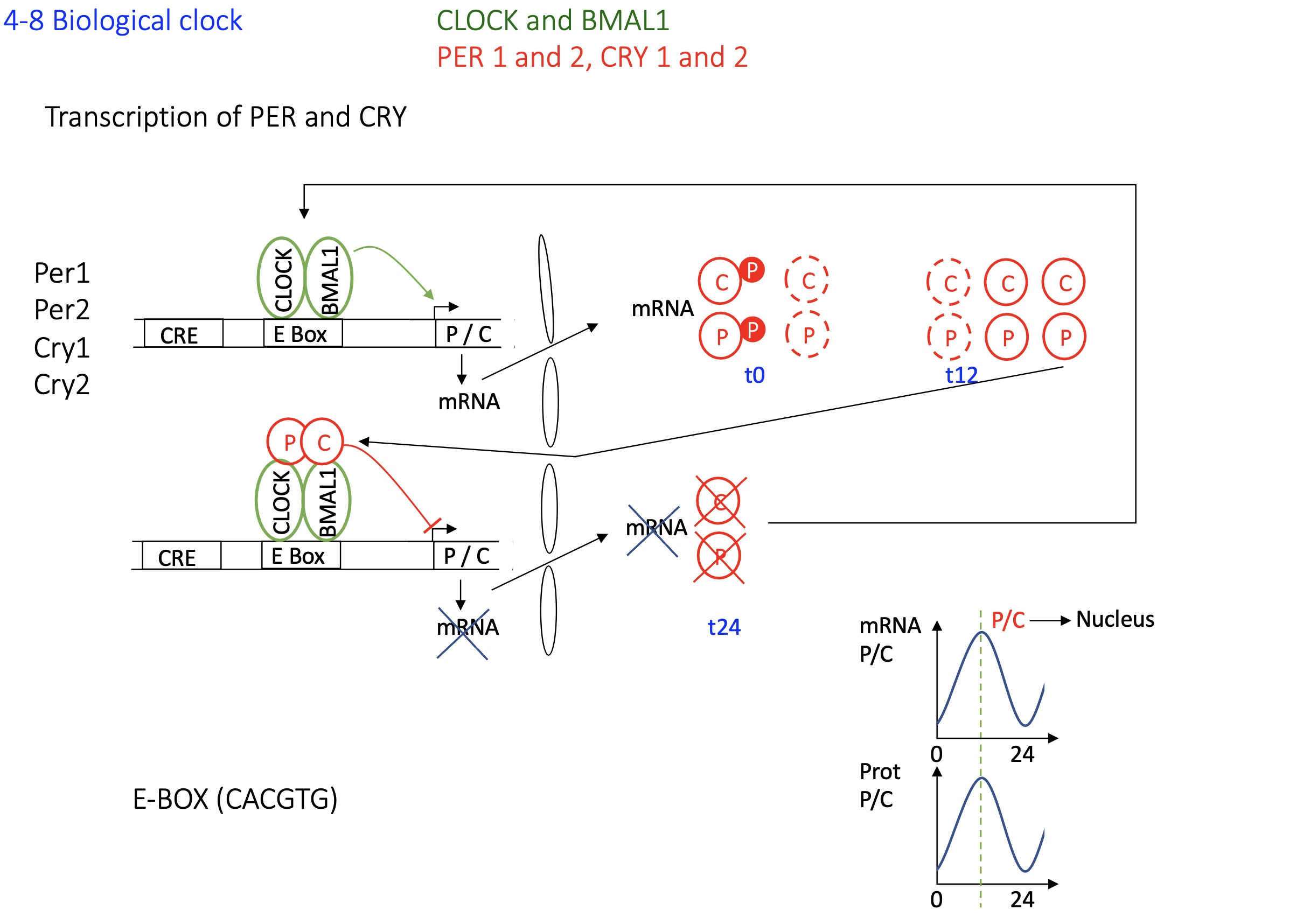 <ol><li><p><strong>Activation Phase:</strong></p><ul><li><p><strong>CLOCK</strong> and <strong>BMAL1</strong>&nbsp;(Act) form a heterodimer and bind to <strong>E-box elements</strong> in the promoters of <strong>Per and Cry&nbsp;</strong>genes —&gt;  <strong>activation of transcription</strong> of Per and Cry mRNAs.</p></li></ul></li><li><p><strong>Translation and Post-translational Modification:</strong></p><ul><li><p>Per and Cry proteins are <strong>translated in the cytoplasm</strong></p></li><li><p>They undergo <strong>phosphorylation</strong></p></li></ul></li><li><p><strong>Formation of Repressor Complex:</strong></p><ul><li><p><strong>Per and Cry form dimers</strong></p></li><li><p>The <strong>P-C dimer translocates into the nucleus</strong>&nbsp;when there’s an accumulation of P-C dimer in cytoplasm&nbsp;</p></li></ul></li><li><p><strong>Negative Feedback:</strong></p><ul><li><p>In the nucleus, the <strong>P-C dimer binds to CLOCK-BMAL1</strong>&nbsp;on&nbsp;<strong>E-box</strong>, <strong>inhibiting further transcription</strong> of Per and Cry</p></li></ul></li><li><p><strong>Degradation Phase and Cycle Reset:</strong></p><ul><li><p>Over time, P-C dimer detaches from Act proteins when too little P or C protein in the cytoplasm</p></li><li><p><strong>new transcription of Per and Cry</strong>  begin</p></li></ul></li></ol><p><strong>Cycle Continuation</strong></p><p></p>