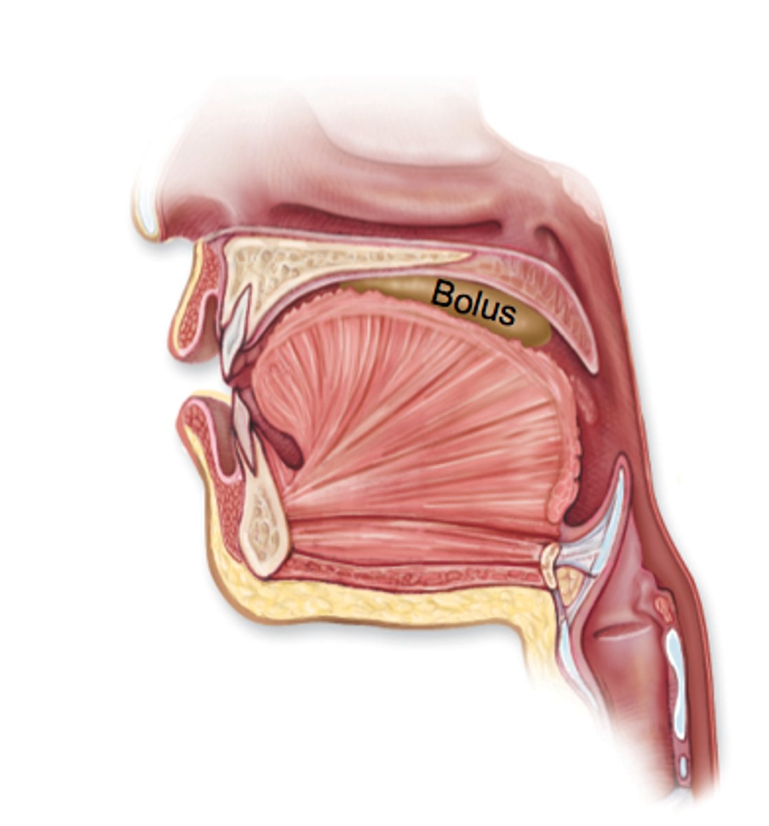 <p>saliva + food = small round mass for easier transport through digestive system</p>