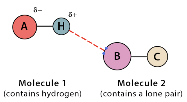 <ul><li><p>weak intermolecular attraction between a hydrogen atom</p></li><li><p>slightly positive and slightly negative  </p></li></ul><p></p>