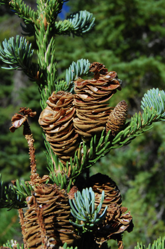 <ul><li><p>bark feels like cork and is soft</p></li><li><p>cones are layered and fall apart before they fall on the ground</p></li><li><p>cones are propped upright on the branches</p></li><li><p>needles are “fluffy”</p></li></ul><p></p>