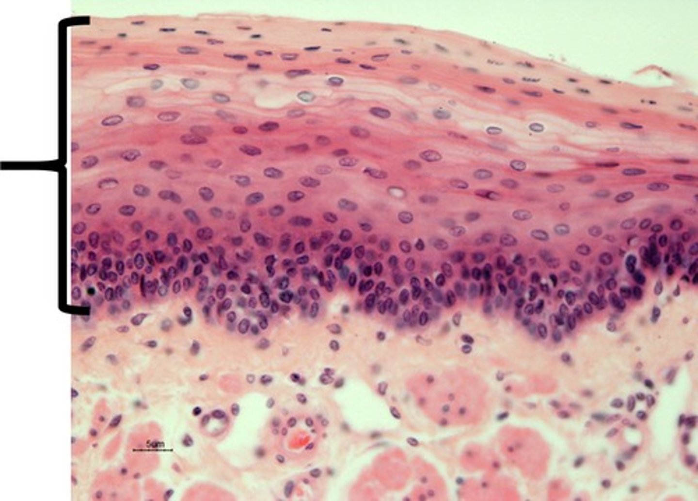 <p>lines the esophagus, mouth, and vagina</p>