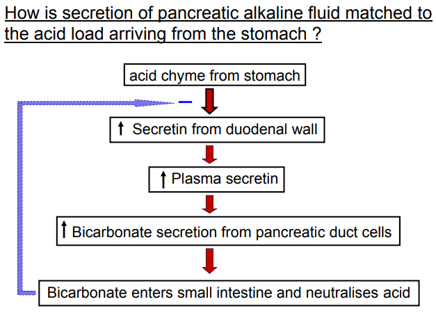 <ol><li><p><strong>Acid Detection</strong>: The acid chyme from the stomach enters the duodenum, acting as the <strong><mark data-color="red" style="background-color: red; color: inherit">trigger based on the acid load's intensity.</mark></strong></p></li><li><p><strong>Secretin Release</strong>: The duodenal wall <strong>responds to the acid</strong> by <strong><mark data-color="red" style="background-color: red; color: inherit">releasing secretin into the bloodstream.</mark></strong> The amount of secretin released is <strong><mark data-color="red" style="background-color: red; color: inherit">PROPORTIONAL </mark></strong>to the acid level—more acid leads to more secretin.</p></li><li><p><strong>Pancreatic Response</strong>: <strong><mark data-color="red" style="background-color: red; color: inherit">Secretin stimulates the pancreatic duct cells to secrete bicarbonate, an alkaline fluid.</mark></strong> Higher secretin levels (from more acid) result<strong><mark data-color="purple" style="background-color: purple; color: inherit"> in greater bicarbonate secretion.</mark></strong></p></li><li><p><strong>Neutralization</strong>: The bicarbonate enters the small intestine and neutralizes the acid, with the quantity of alkaline fluid matched to the acid load to <strong><mark data-color="purple" style="background-color: purple; color: inherit">achieve a balanced pH.</mark></strong></p></li></ol><p>This ensures the pancreas secretes just enough alkaline fluid to neutralize the incoming acid, protecting the small intestine and optimizing digestion.</p><p>Note: The bicarbonate can feedback to inhibit gut motility (Negative Feedback Loop)</p>