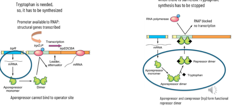 <p>negative regulation means default on and needs to be turned off</p><p>tryptophan needs to be made: structural genes are transcribed when promoter is available to RNAP - the aporepressor cannot bind to the operator site</p><p>when there is enough tryptophan, synthesis needs to be stopped - aporepressor and corepressor (trp) form functional repressor dimer and bind to the promoter to turn trasnscription off</p>