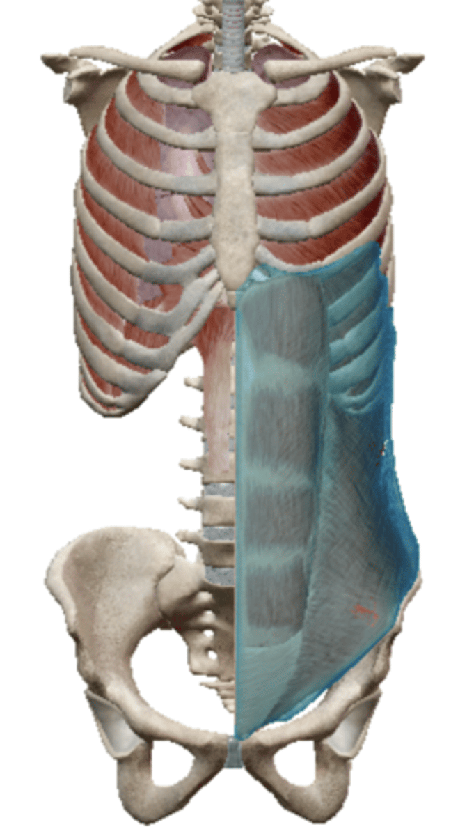 <p>Name the muscle</p>