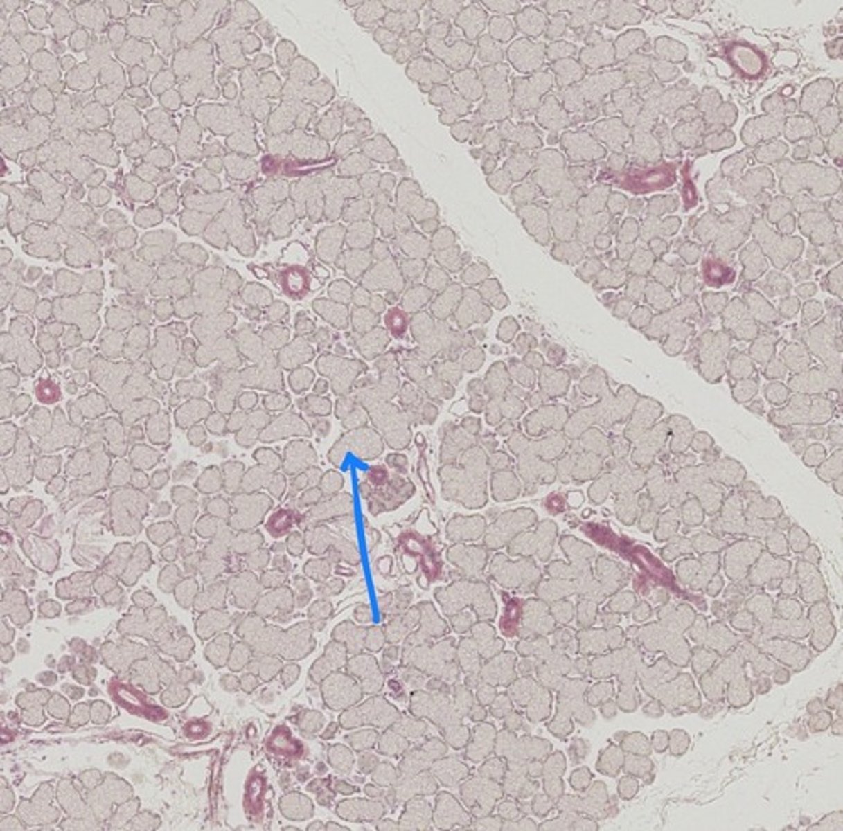 <p>Name the tissue</p>