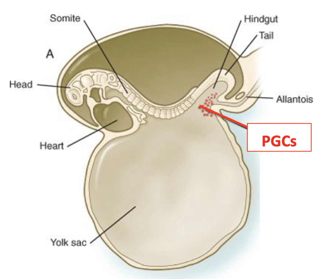 24 days

* set aside in the endodermal layer of the yolk sac (high glycogen and alkaline phosphatase content