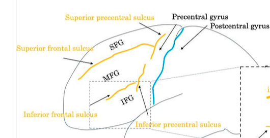 <p>separates prefrontal and motor cortex</p><p>superior and inferior prefrontal sulcus </p>