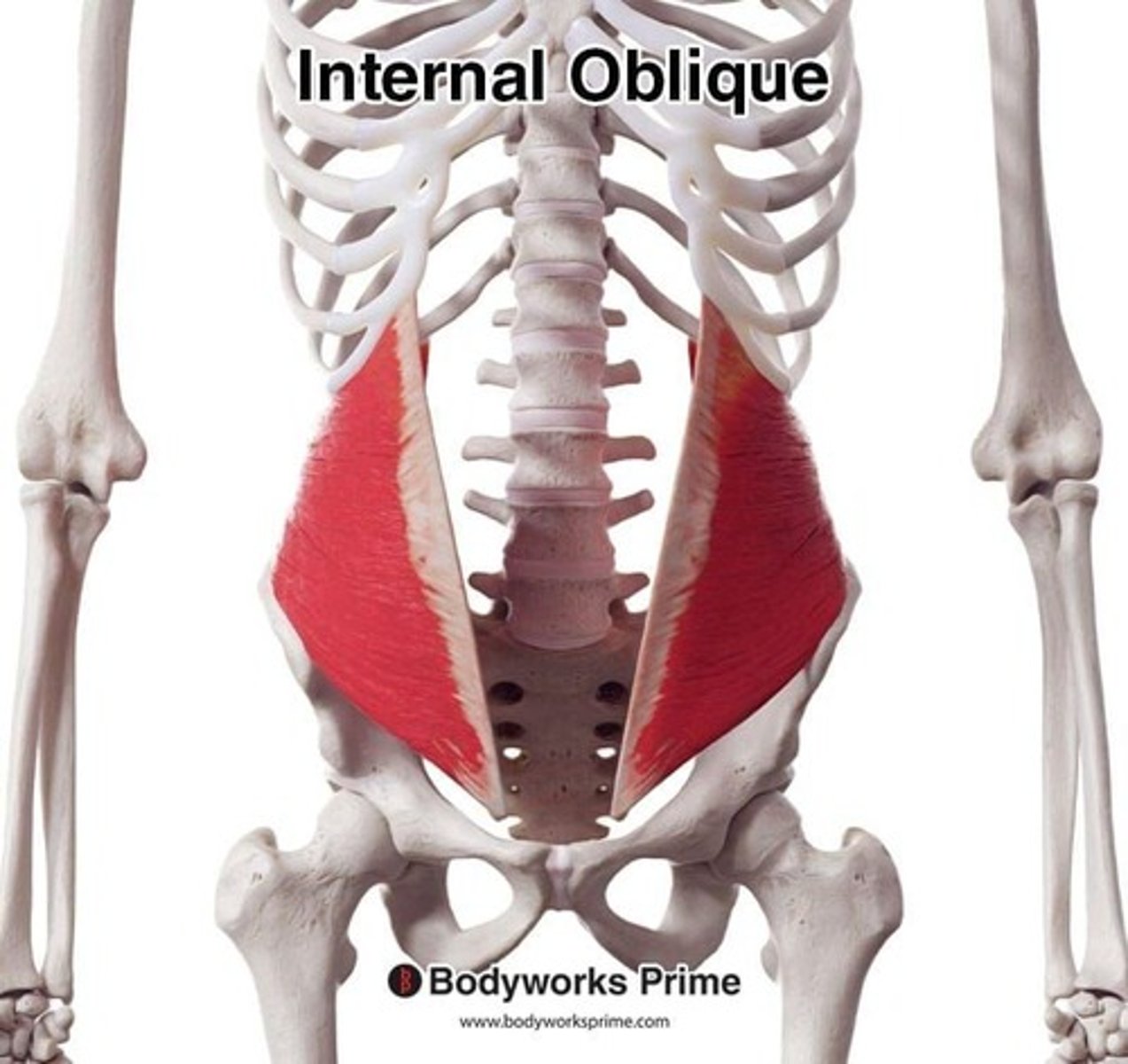 <p>Location: Deep side abdomen. Bones Associated: Ilium, ribs. Origin: Iliac crest. Insertion: Ribs 10-12 & linea alba.</p>