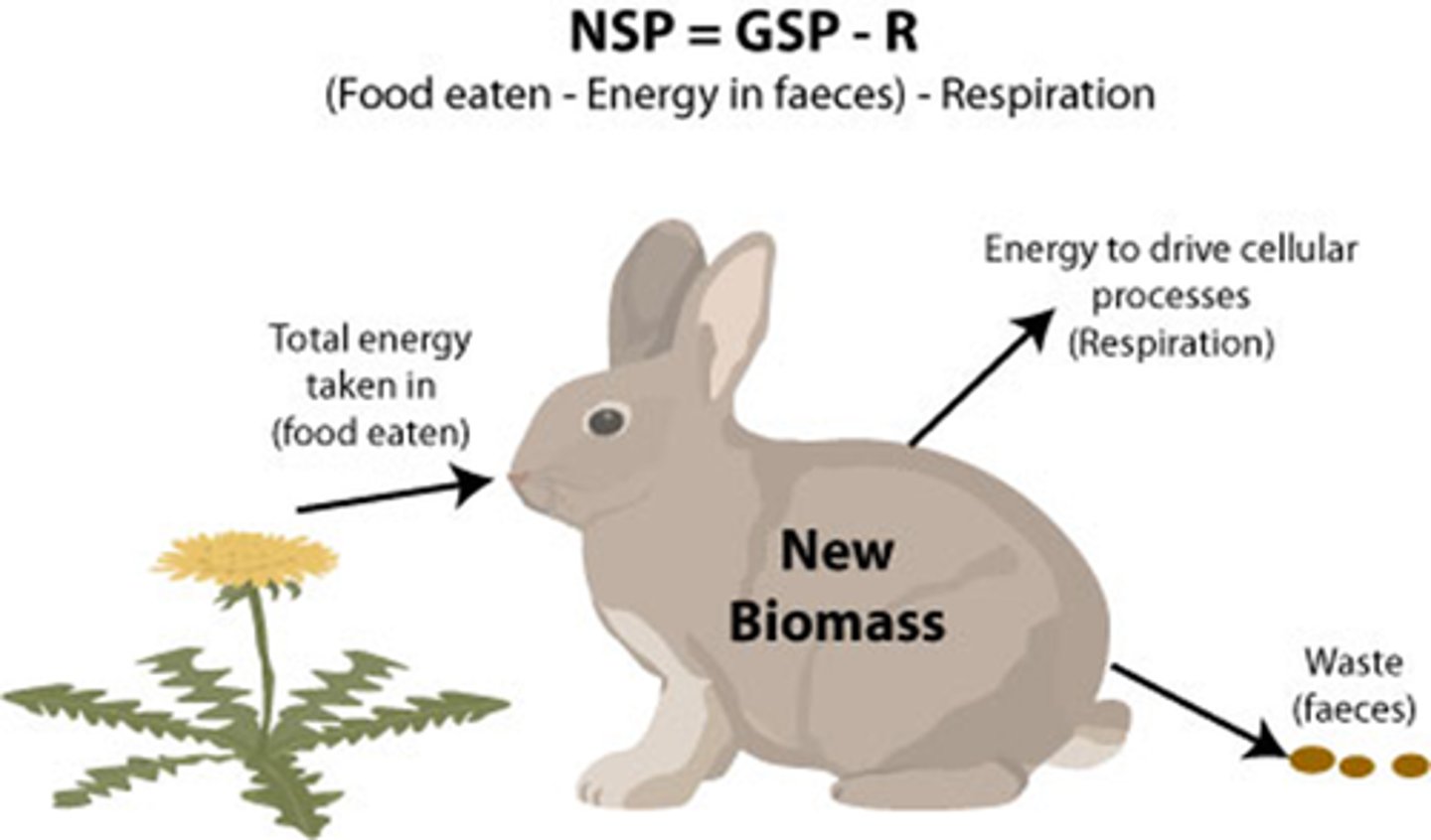 <p>Growth of the consumer; energy left for building biomass after cellular respiration (energy used to make biomass)NSP = Total energy consumed (- waste) - energy used for cellular respiration</p>