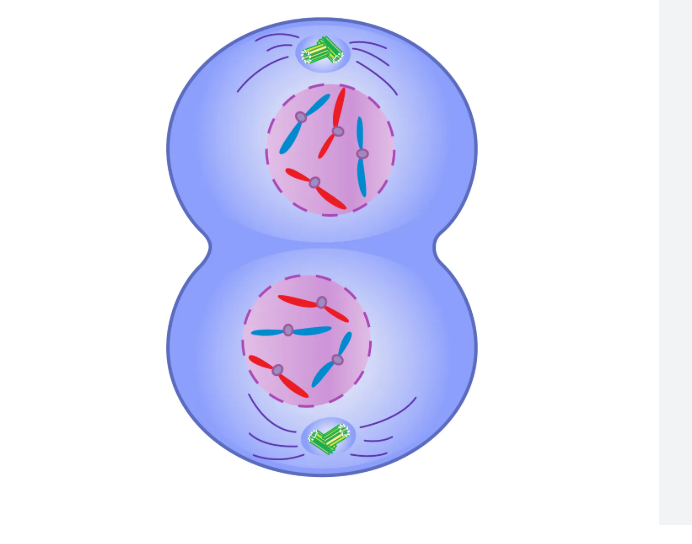 <p>telophase</p>
