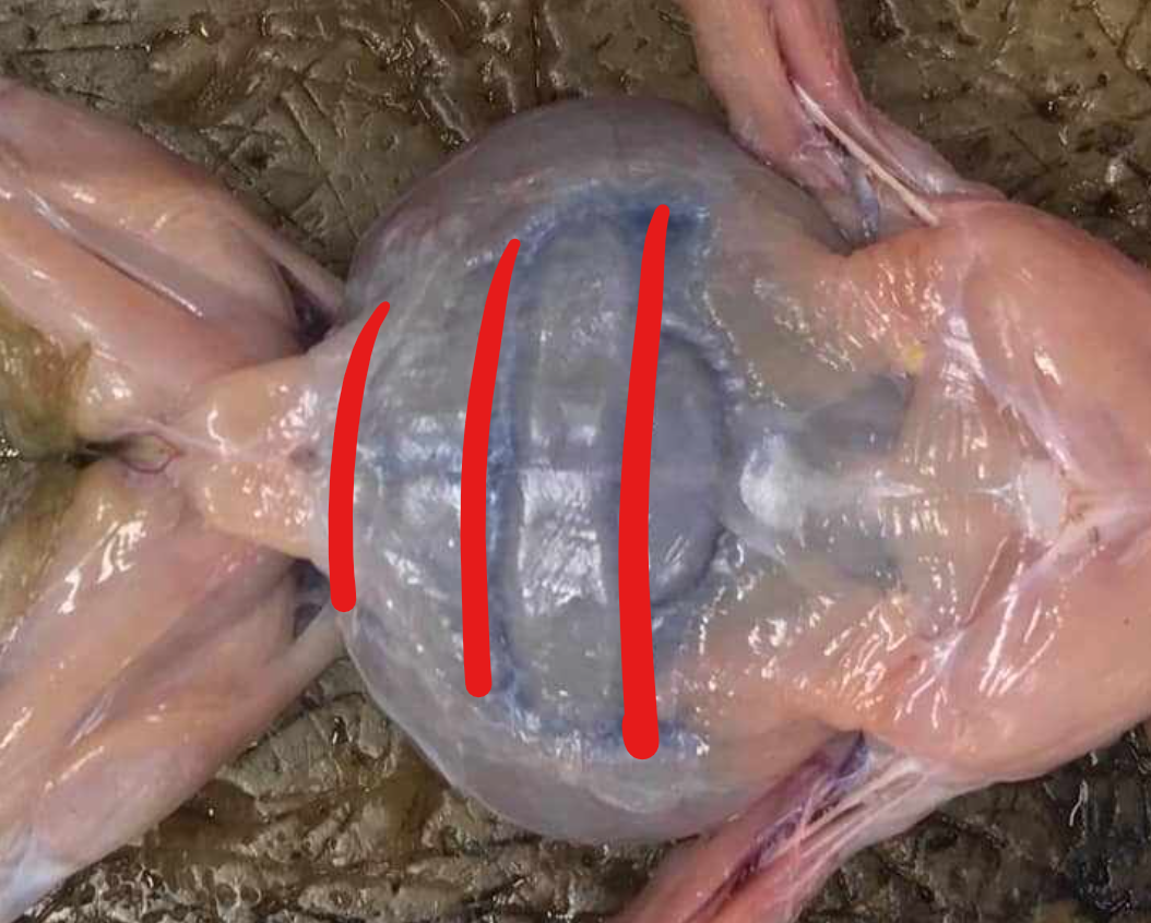 <p>crosswise faint lines which mark the recti abdominis muscles</p>