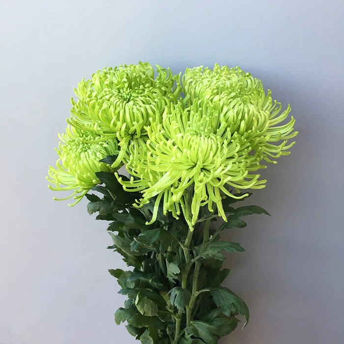 <p>Chrysanthemum </p>