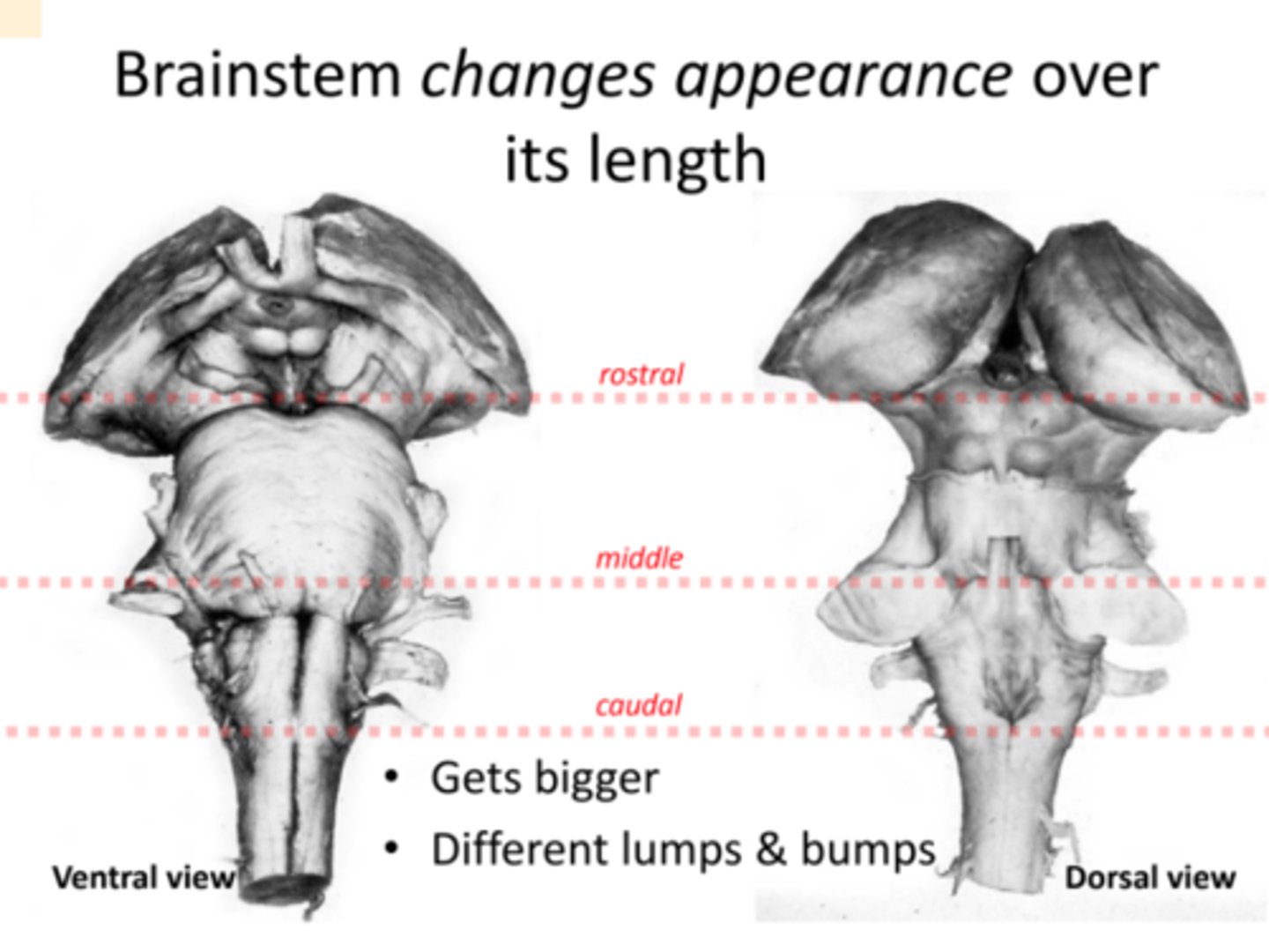 <p>- Evolutionarily Old<br>- Contains cranial nuclei<br>- Contains tracts that run long distances<br>- Contains circuits innervating many different parts of CNS (Reticular formation (sleep) and Monoamine neurotransmitters (Serotonin, Norepinephrine, Dopamine))</p>