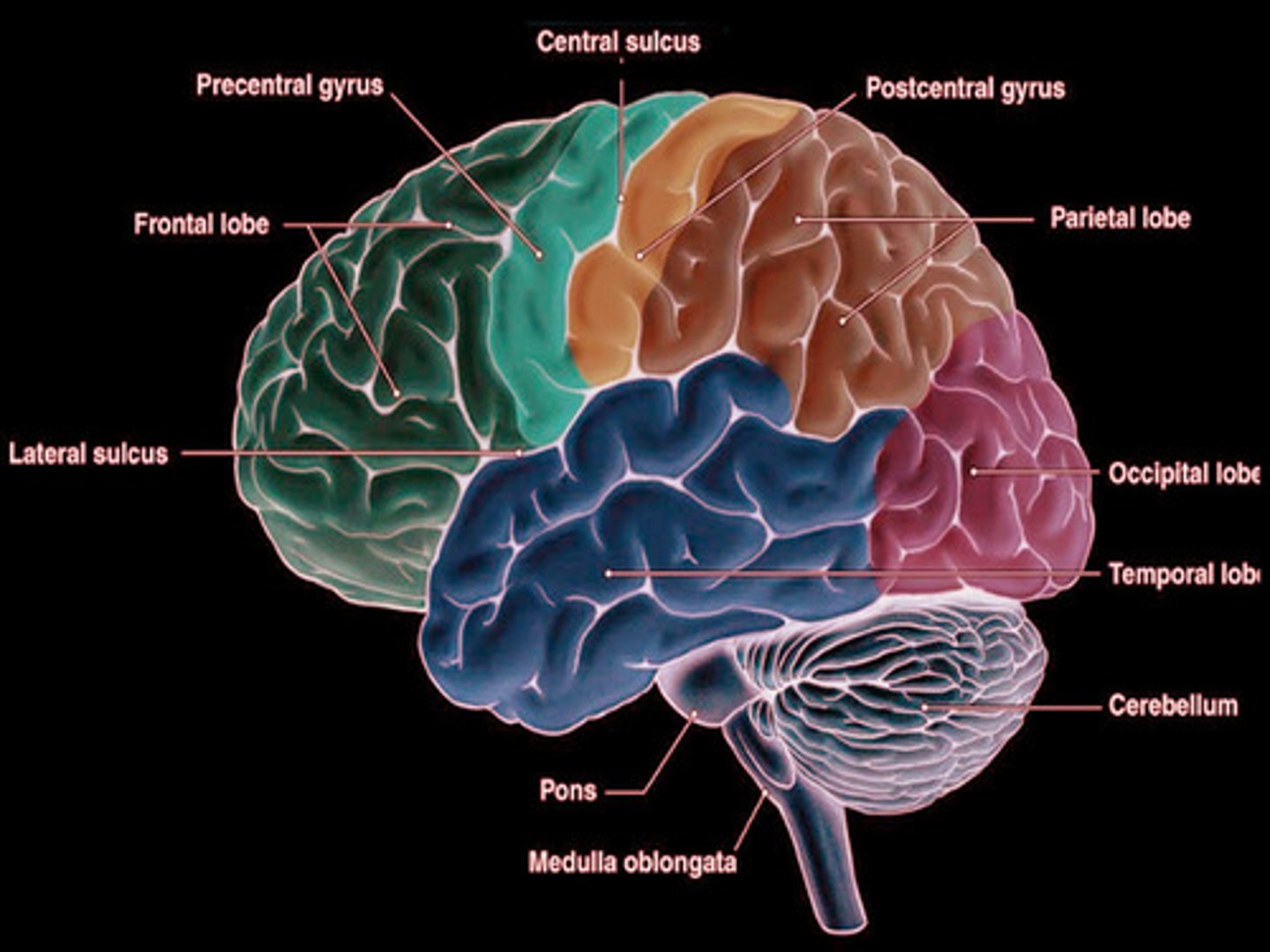<p>PRIMARY SOMATOSENSORY CORTEX.<br><br>Located in the postcentral gyrus<br><br>General sensory functions; receives somatic sensory information from touch, pain, pressure, and temperature receptors.</p>