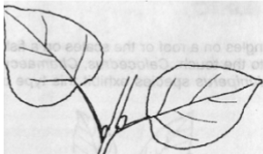 <p>Nodes and associated buds and leaves are arranged in a pattern that is not truly alternate or opposite</p>