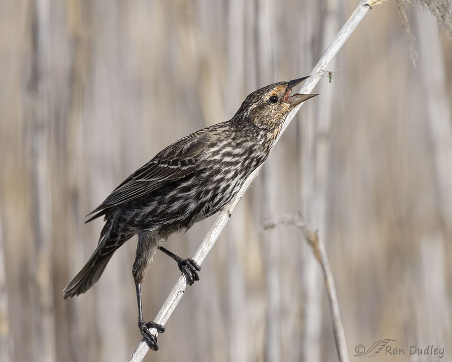 <p>Red-winged Blackbird</p><p>(<span data-name="female" data-type="emoji">♀</span> pictured here) </p>