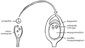 Microgametophyte