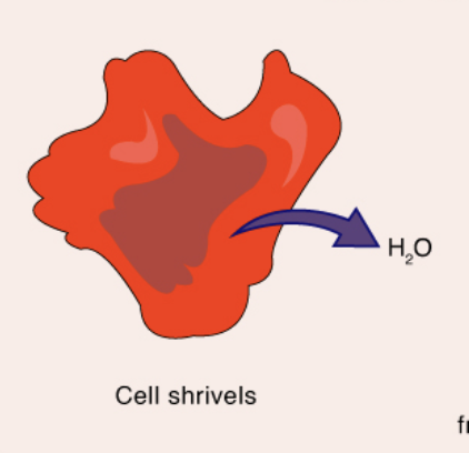 <p>when comparing two solutions, the solution with the greater concentration of solutes (higher osmotic pressure = water loss)</p>