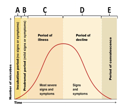 <ul><li><p><span style="font-family: &quot;ADLaM Display&quot;;"><span>The disease follows strict sequential pattern over time</span></span></p></li></ul><p>&nbsp;</p><ol type="1"><li><p><span style="font-family: &quot;ADLaM Display&quot;;"><span>Incubation period</span></span></p><ul><li><p><span style="font-family: &quot;ADLaM Display&quot;;"><span>The time from initial infection until the first signs or symptoms appear</span></span></p></li></ul></li></ol><p>&nbsp;</p><ol start="2"><li><p><span style="font-family: &quot;ADLaM Display&quot;;"><span>Prodromal period</span></span></p></li></ol><ul><li><p><span style="font-family: &quot;ADLaM Display&quot;;"><span>A short time when mild signs or symptoms begin</span></span></p></li></ul><p>&nbsp;</p><ol start="3"><li><p><span style="font-family: &quot;ADLaM Display&quot;;"><span>Period of illness</span></span></p></li></ol><ul><li><p><span style="font-family: &quot;ADLaM Display&quot;;"><span>The disease is at its peak intensity; the most severe signs and symptoms are present</span></span></p></li></ul><p>&nbsp;</p><ol start="4"><li><p><span style="font-family: &quot;ADLaM Display&quot;;"><span>Period of decline</span></span></p></li></ol><ul><li><p><span style="font-family: &quot;ADLaM Display&quot;;"><span>The signs and symptoms subside</span></span></p></li></ul><p>&nbsp;</p><ol start="5"><li><p><span style="font-family: &quot;ADLaM Display&quot;;"><span>Period of convalescence</span></span></p></li></ol><ul><li><p><span style="font-family: &quot;ADLaM Display&quot;;"><span>The body returns to its normal state</span></span></p></li></ul><p></p>