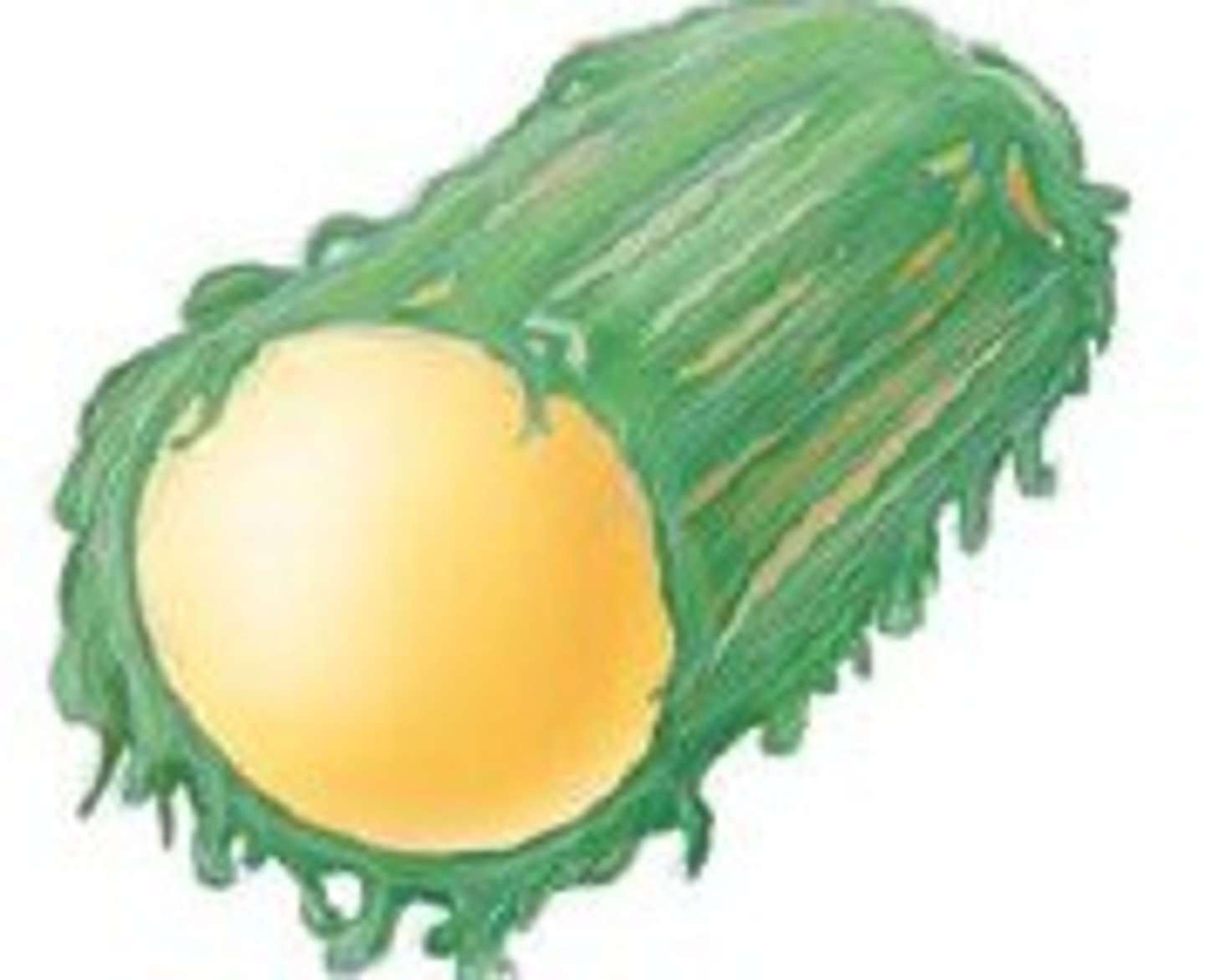 <p>A glycocalyx that is loosely attached to the cell wall --&gt; helps bacteria slide/glide</p>