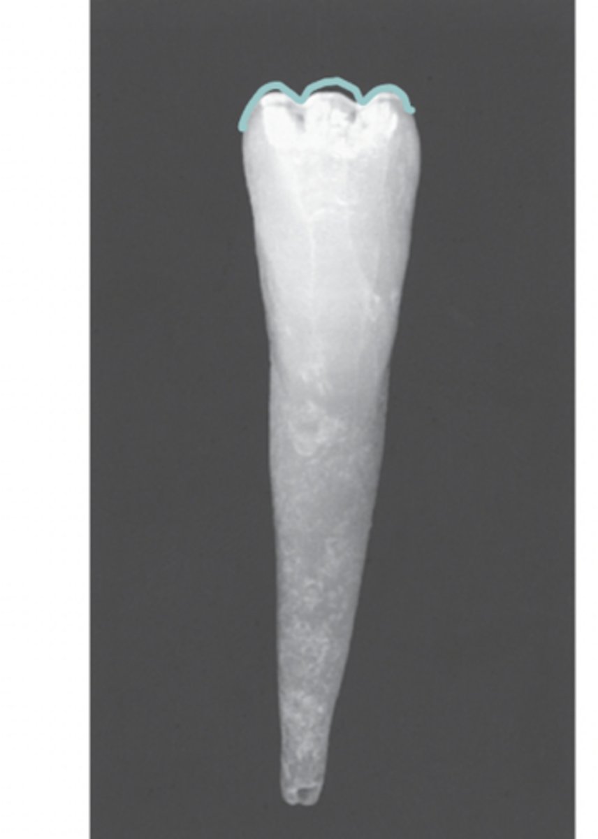 <p>Form on adult incisors, 3 labial lobes and usually wear away</p>