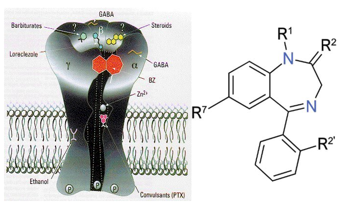 <ul><li><p>Benzodiazepine, barbiturate, neurosteroid binding sites</p></li><li><p>E.g. benzodiazepines bind to alpha subunits</p></li><li><p>Binding facilitates GABA effects (enhanced Cl- entry into neuron)</p></li><li><p>Increased hyperpolarisation results in enhanced inhibition</p></li></ul><p></p>