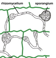 <p>The thallus is differentiated into vegetative structures and reproductive structures</p>