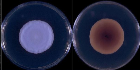 <p>Which sp is this? What temperature is this at?</p>