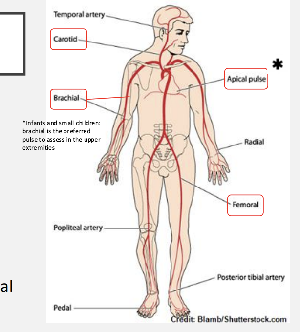 <p>carotid, apical, brachial, radial, femoral, popliteal, posterior tibial, pedal</p>