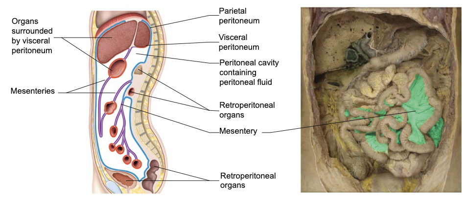 <ul><li><p><mark data-color="yellow" style="background-color: yellow; color: inherit;">serous membrane will create a flap</mark> or a double membrane that <strong><mark data-color="yellow" style="background-color: yellow; color: inherit;">connects one organ to another in the abdominal cavity</mark></strong> since there are many different organs (unlike heart or lungs)</p></li><li><p>some called mesenteries</p></li><li><p>gives pathway for nerves and blood vessels <mark data-color="yellow" style="background-color: yellow; color: inherit;">instead of them piercing</mark> through the membrane</p></li></ul><p></p>