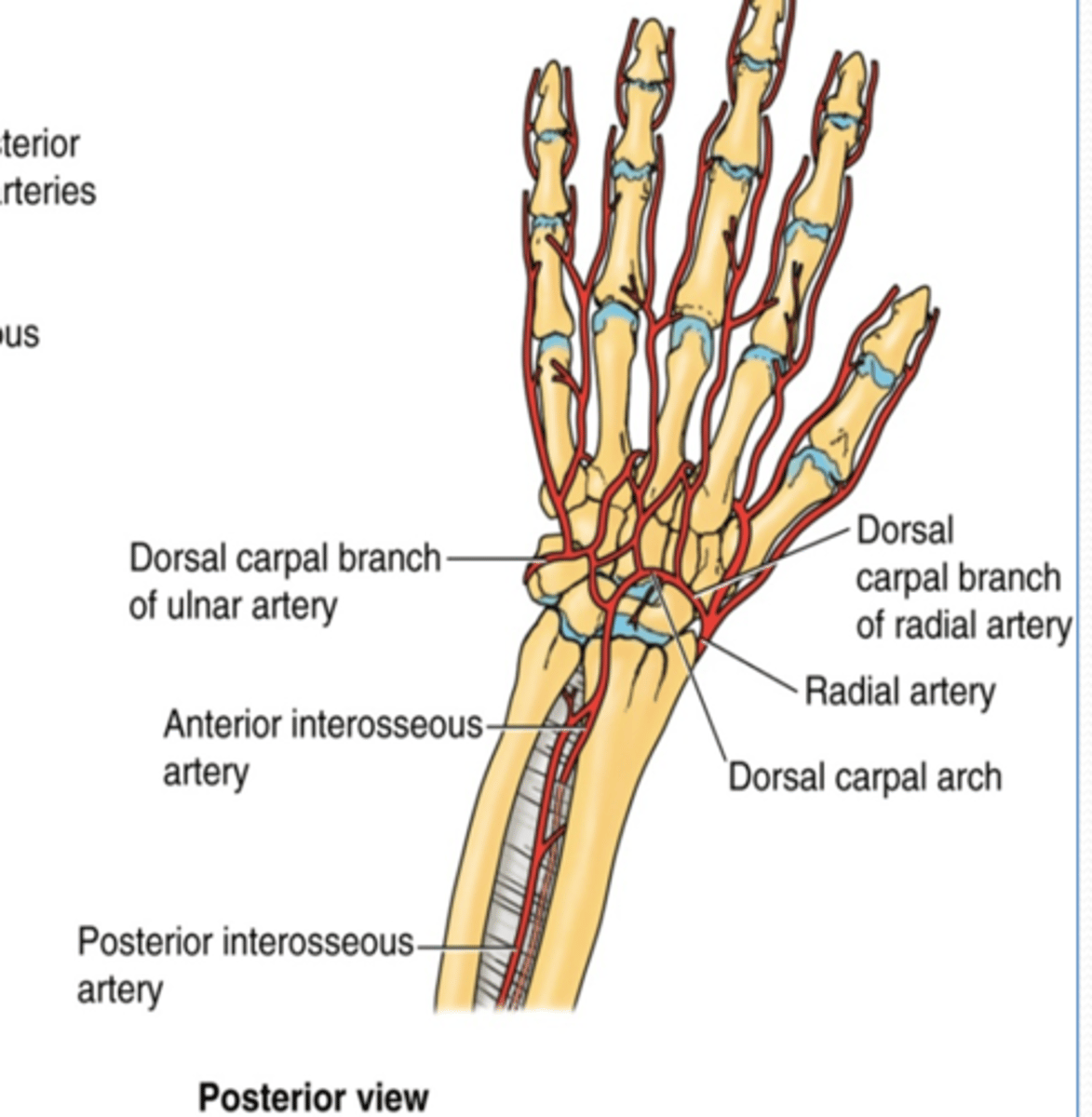 <p>-Radial recurrent a.</p><p>-Palmar carpal branch</p><p>-Dorsal carpal branch</p>