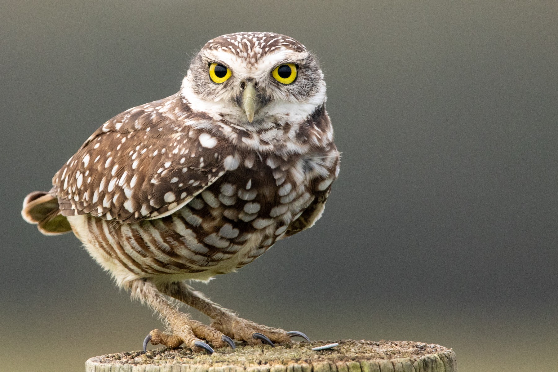 <p>Burrowing Owl</p>