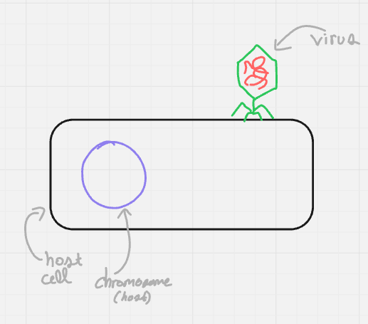 <p>what cycle + step is this? (format: cycle name, step name (#))</p>