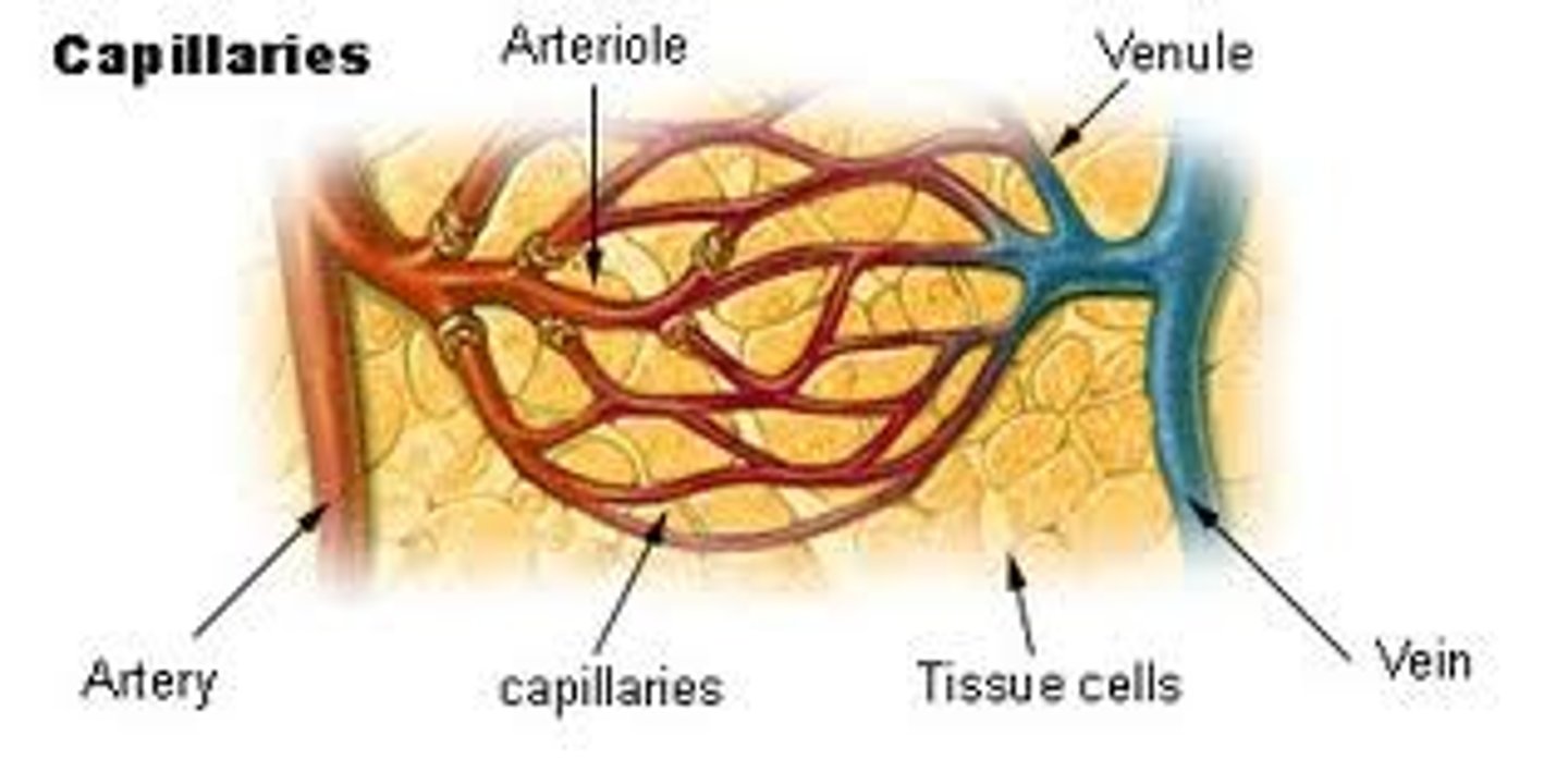 <p>tiny, thin-walled blood vessels that allow the exchange of gases and nutrients between the blood and the cells of the body</p>