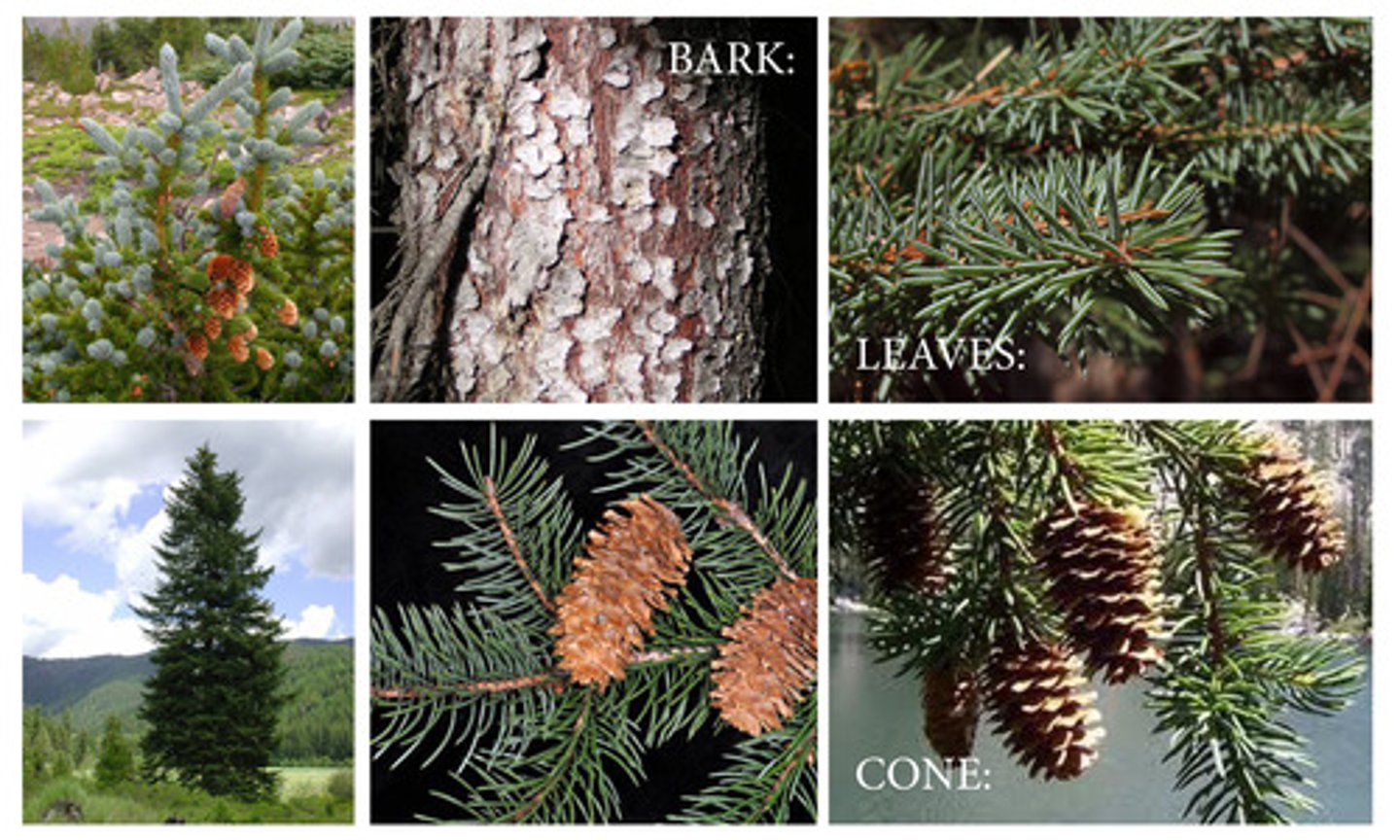 <p>- needles: sharp, slight curve</p><p>- short shoots: common</p><p>- cones: shorter, jagged + pointed scales, no bract scale.</p><p>- Growth form: tallest tree in alpine areas, narrow.</p>