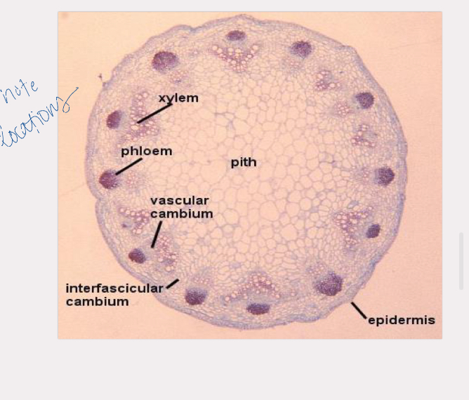 <p>epidermis, cortex, vascular bundles, pith</p><p>xylem is closer to pith, phloem to epidermis</p>