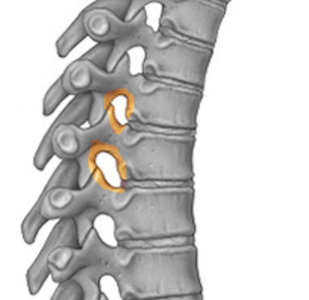 <p>intervertebral foramen</p>