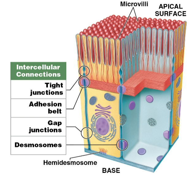 <ol><li><p>Hemidesmosomes</p><ul><li><p>attach deepest epithelial cells to <strong>basement membrane</strong></p></li></ul></li><li><p>Tight junctions</p><ul><li><p>interlocking membrane proteins bind adjacent plasma membranes together</p></li><li><p>prevent passage of <span data-name="droplet" data-type="emoji">💧</span> &amp; solutes between cells</p></li><li><p>isolate basolateral surfaces &amp; deeper tissues from contents in lumen</p></li><li><p>found in intestinal tract</p></li></ul></li><li><p>Adhesion belts</p><ul><li><p>continuous band of membrane proteins</p></li><li><p>strengthens apical region of cells</p><ul><li><p>reinforces tight junctions</p></li></ul></li><li><p>dense proteins attached to microfilaments of the terminal web (part of cytoskeleton)</p></li><li><p>belts encircle cells &amp; bind to adjacent cells</p></li></ul></li><li><p>Gap junctions</p><ul><li><p>held together by interlocking transmembrane proteins (<strong>connexons)</strong> </p></li><li><p>assist chemical communication to help coordinate functions such as secretion or beating cilia</p></li><li><p>also found in cardiac <span data-name="muscle" data-type="emoji">💪</span> &amp; smooth <span data-name="muscle" data-type="emoji">💪</span> muscle tissue to coordinate contraction</p></li></ul></li><li><p>Desmosomes</p><ul><li><p>provide firm attachments by interlocking adjacent cells’ cytoskeletons</p></li><li><p>opposing plasma membranes locked together by <strong>cell adhesion molecules </strong></p><ul><li><p>thin layer of proteoglycans may also bond</p></li><li><p>contain polysaccharide, notably <strong>hyaluronic acid</strong></p></li></ul></li><li><p>very strong; resist stretching &amp; twisting </p></li><li><p>found in superficial layers of skin</p></li></ul></li></ol><p></p>