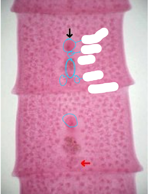 <p>what specie, stage, parts</p>