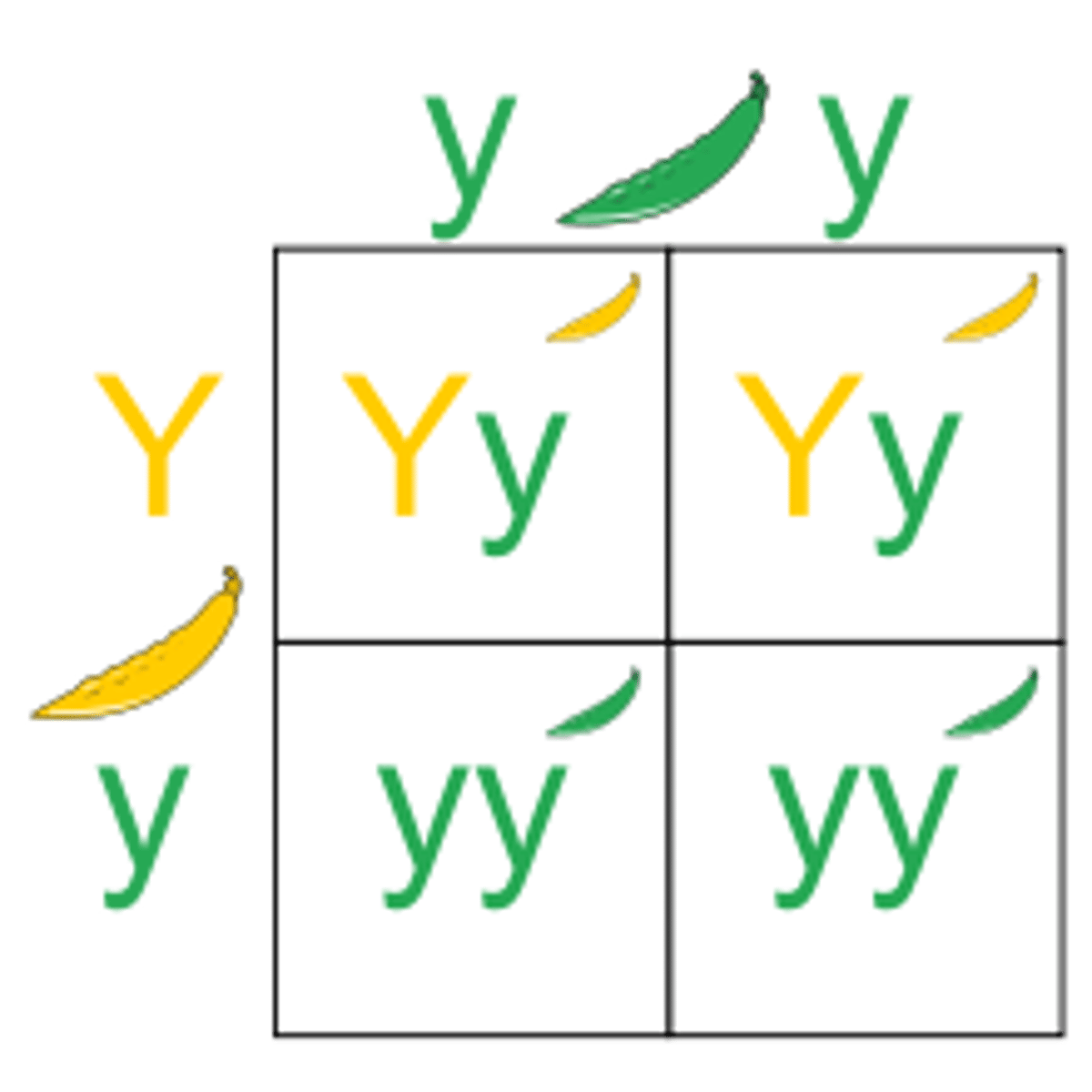 <p>A tool that is used to determine the likelihood of offspring traits.</p>
