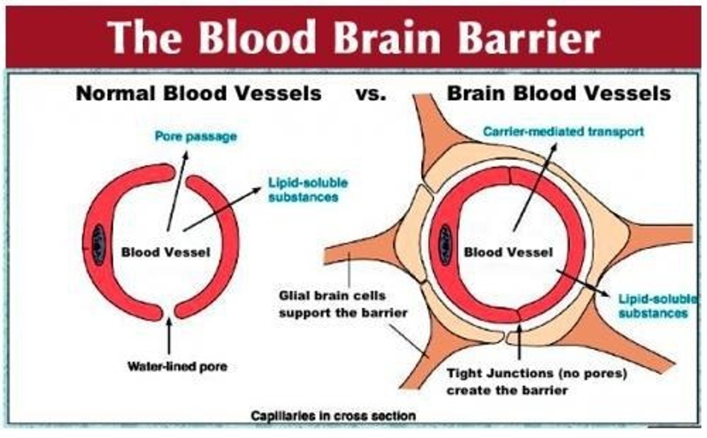 <p>A system that regulates what substances can get from the bloodstream into the tissue fluid of the brain.</p>