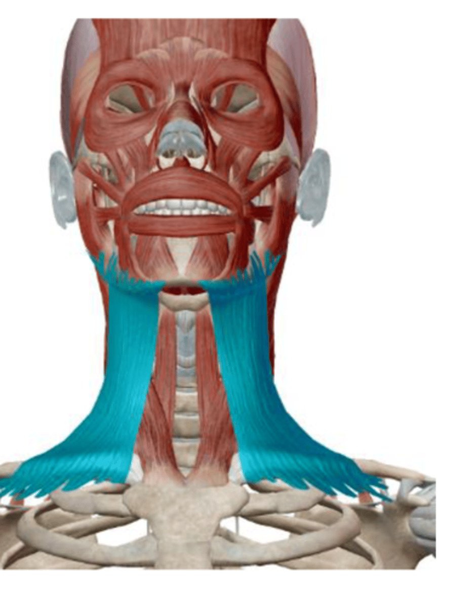 <p>depresses mandible, depresses and drawn lower lip laterally, draws up skin of chest</p>