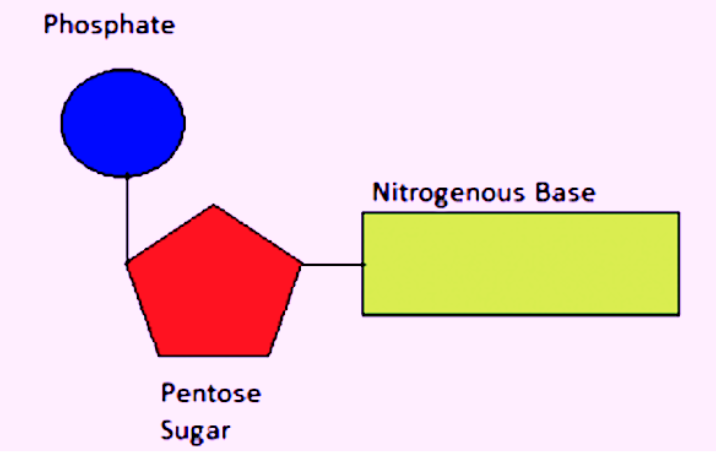 <ul><li><p>stands for Deoxyribonucleic acid.</p></li><li><p class="E878 x-scope qowt-point-para-9" style="text-align: left">controls the genetic make up of an organism.</p></li><li><p class="E881 x-scope qowt-point-para-9" style="text-align: left">is a polymer of nucleotides.</p></li><li><p class="E881 x-scope qowt-point-para-9" style="text-align: left">A nucleotide is made up of a phosphate group, a sugar and a nitrogenous base</p></li></ul><p></p>