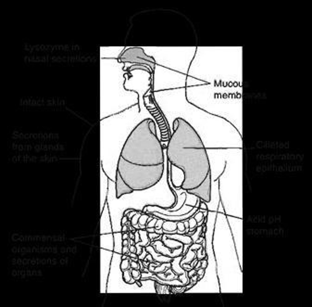 <p>Physical barriers preventing pathogen entry.</p>