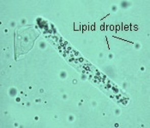 <p>What is this?</p>