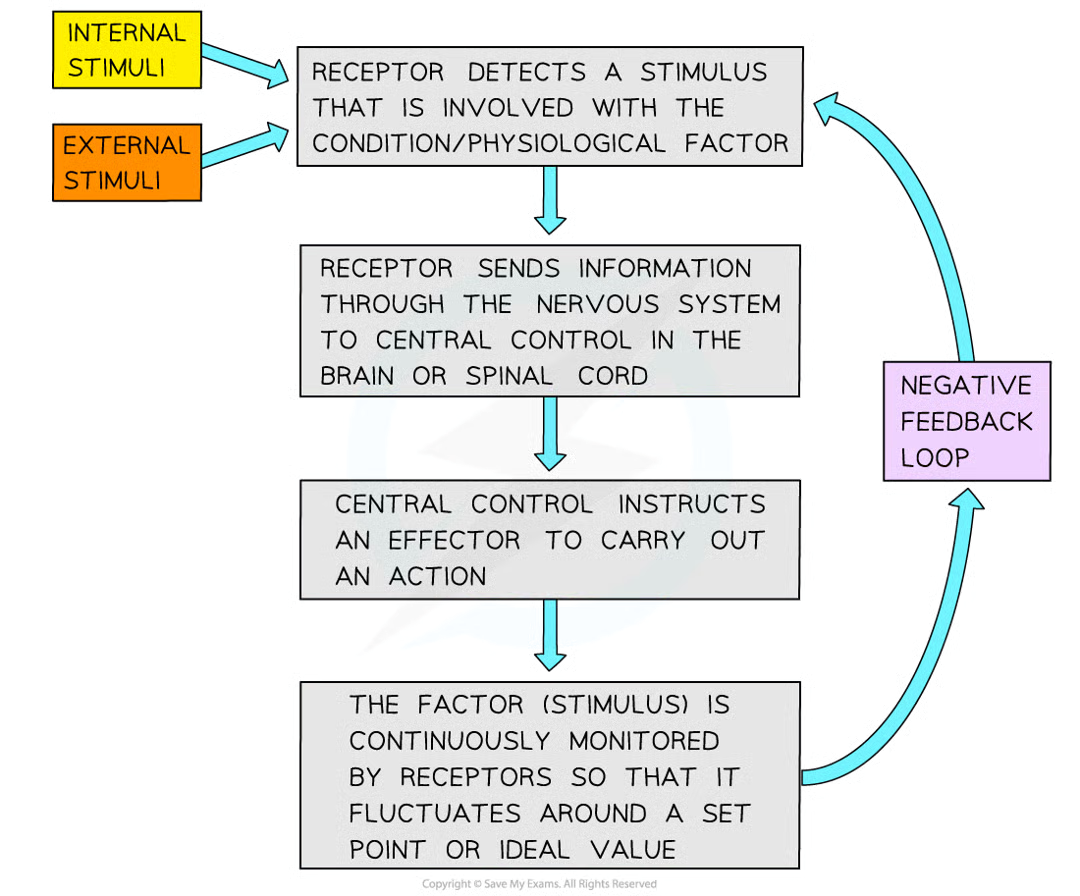 <ul><li><p>factor/stimulus is continuously monitored</p></li><li><p>if increase in factor, body responds to make factor decrease</p></li><li><p>if decrease in factor, body responds to make factor increase</p></li></ul><p></p>