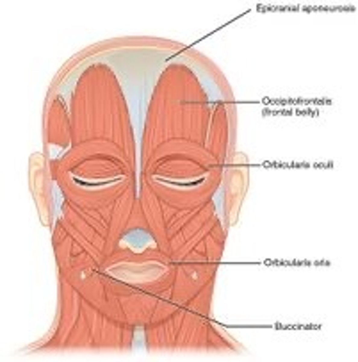 <p>epicranial aponeurosis (frontal bone)</p>