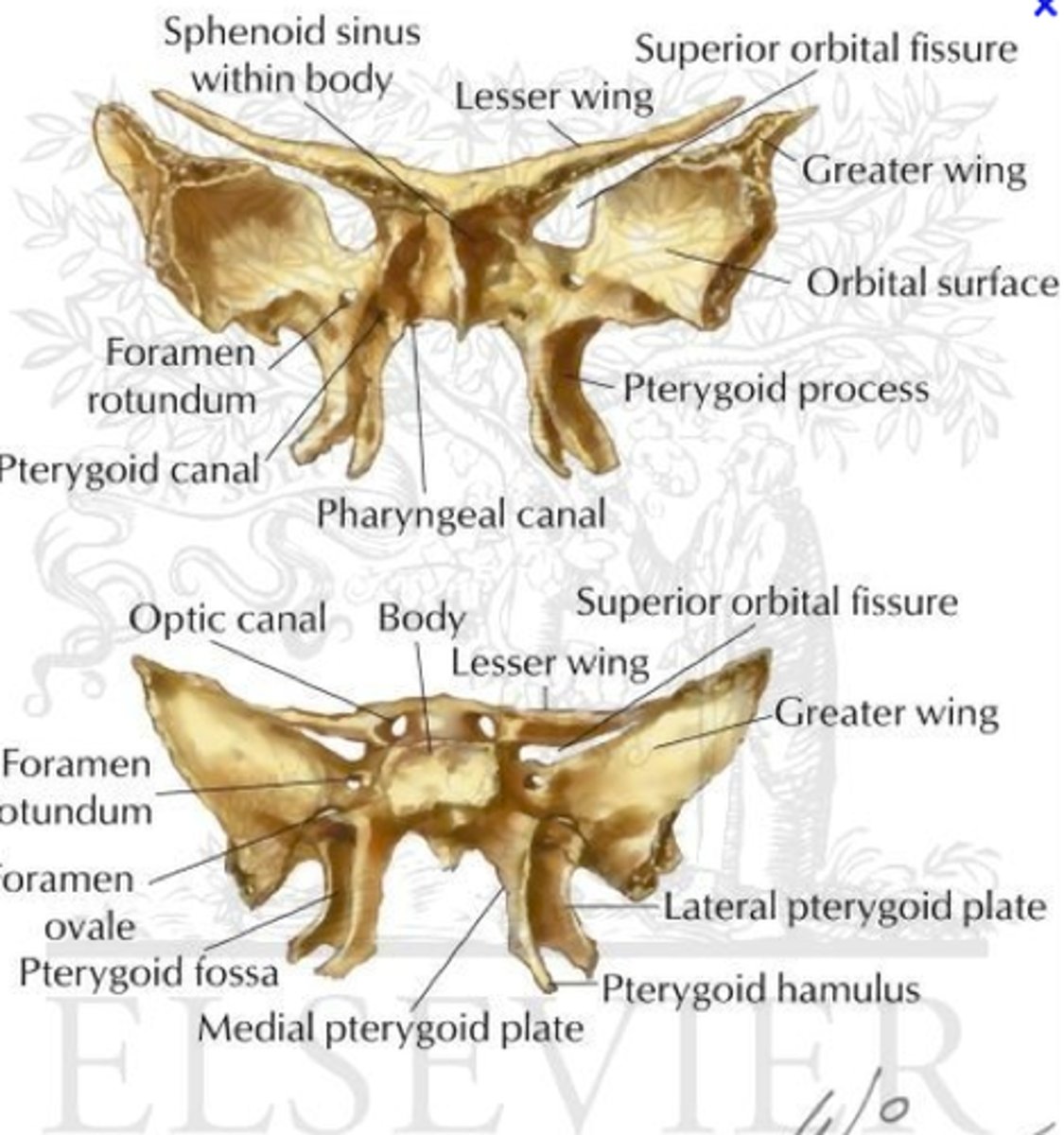 <p>Turkish saddle</p><p>Greater wing</p><p>Lesser wing</p><p>Pterygoid plates</p>
