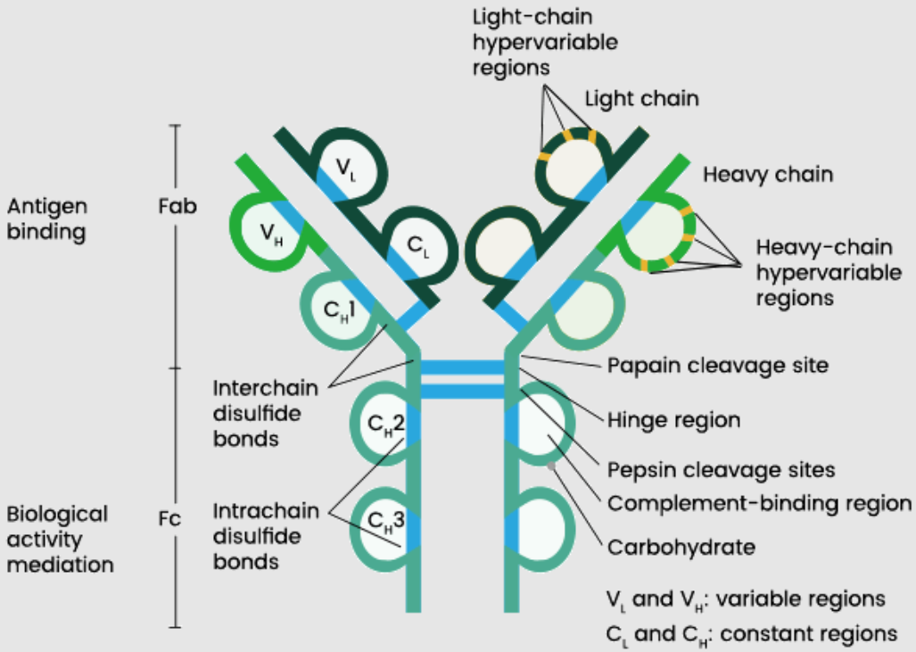 <p>Antibodies are <strong><mark data-color="purple" style="background-color: purple; color: inherit">tetramer</mark> </strong>molecules with four polypeptide chains:</p><ul><li><p><strong><mark data-color="green" style="background-color: green; color: inherit">Two identical light chains</mark></strong></p></li><li><p><strong><mark data-color="purple" style="background-color: purple; color: inherit">Two identical heavy chains</mark></strong></p></li><li><p>Joined by <strong><mark data-color="red" style="background-color: red; color: inherit">disulfide linkages</mark></strong> into a <strong><mark data-color="yellow" style="background-color: yellow; color: inherit">Y-shape</mark></strong></p></li></ul><p></p>